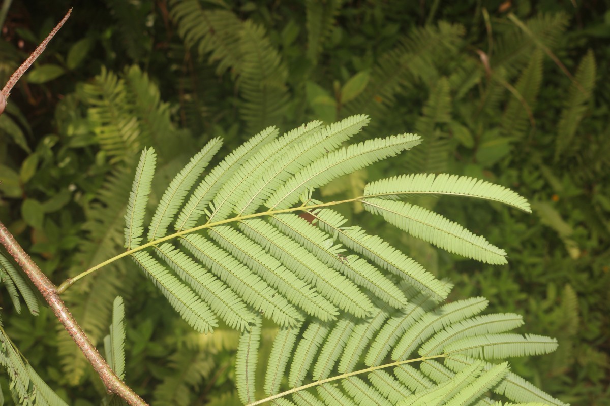 Calliandra houstoniana var. calothyrsus (Meisn.) Barneby